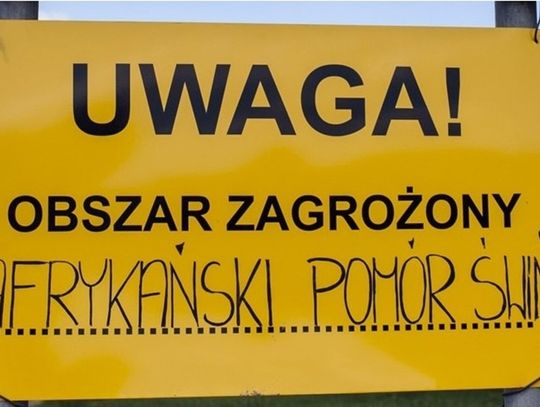 Afrykański pomór świń powrócił do naszego regionu