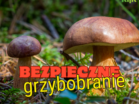 Bezpieczne grzybobranie