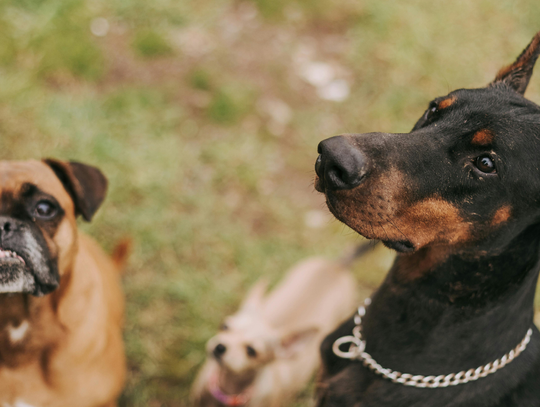 Obowiązkowe OC dla właścicieli psów