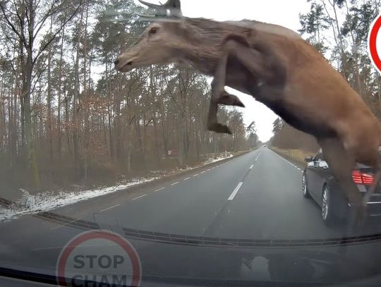 Potrąciłeś dzikie zwierzę? Radzimy Ci co zrobić