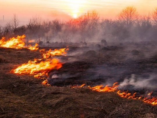 Strażacy ostrzegają – nawet 30000 zł za wypalanie traw!