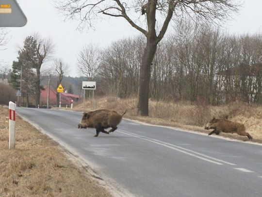 Uwaga na dziki na drogach – co zrobić gdy dojdzie do kolizji