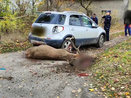 Uważaj na zwierzynę leśną! Zdarzenie z Bratiana to przestroga