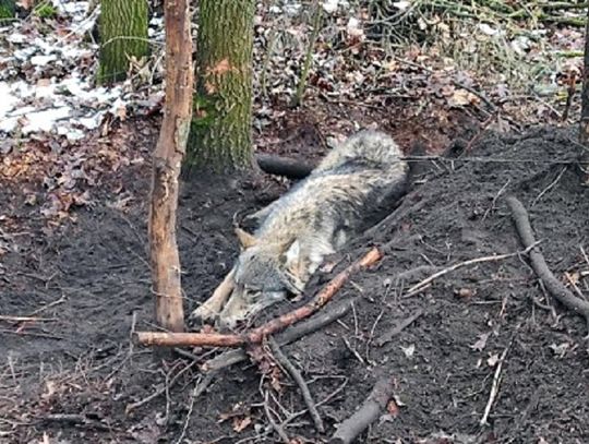 W lesie odnaleziono rannego wilka, schwytanego we wnyki. Kłusownikowi grozi surowa kara