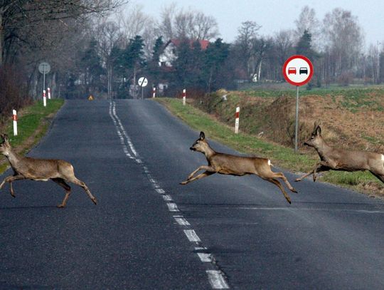 Weekend na drogach powiatu ostródzkiego - uwaga na zwierzęta!