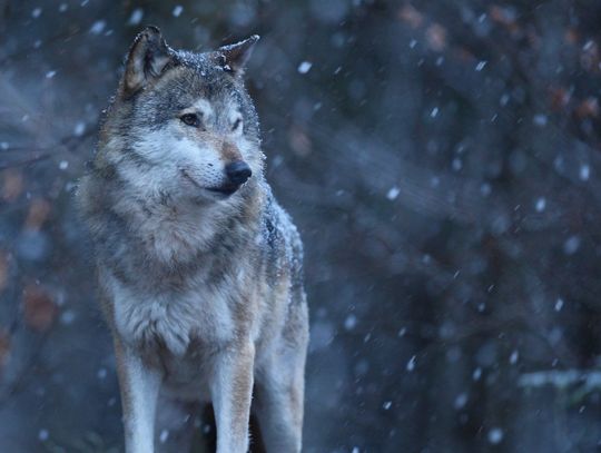 Wzrastająca liczba przypadków zagryzienia psów przez wilki w powiecie nowomiejskim