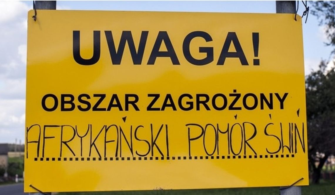 Afrykański pomór świń powrócił do naszego regionu