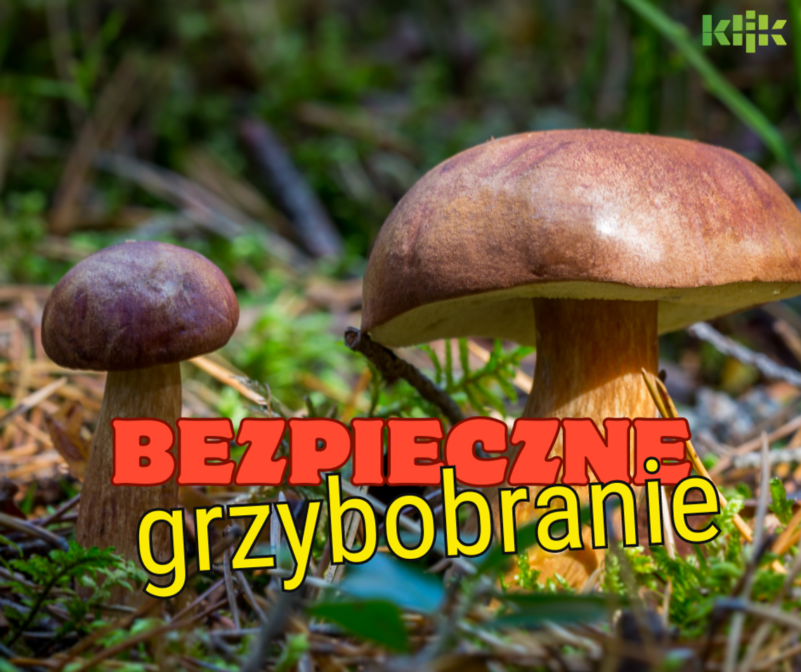 Bezpieczne grzybobranie