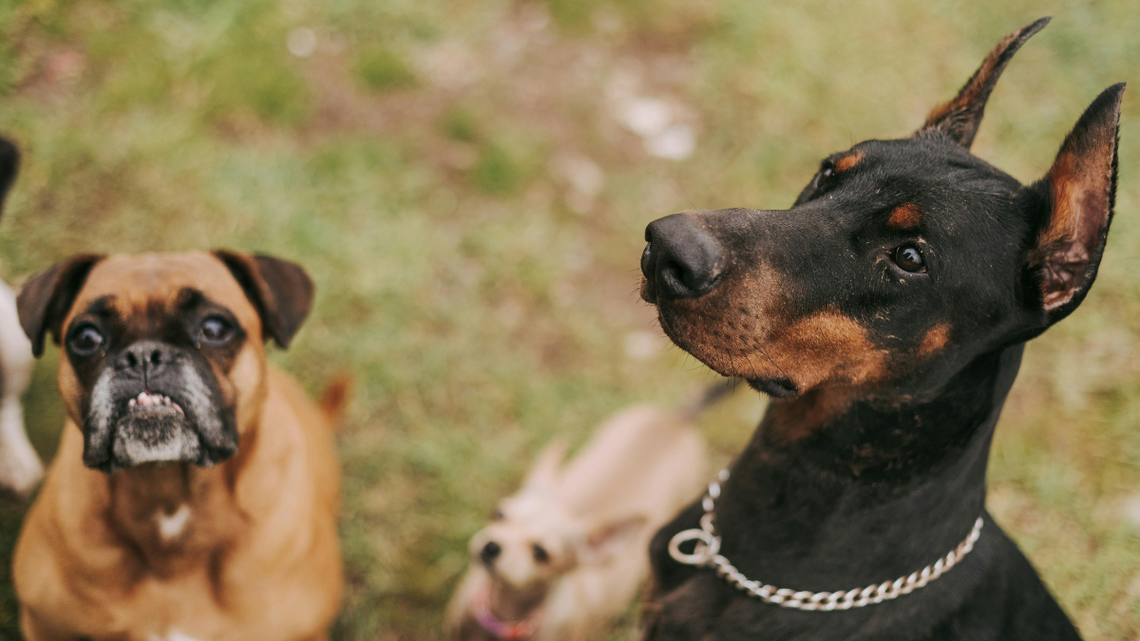 Obowiązkowe OC dla właścicieli psów