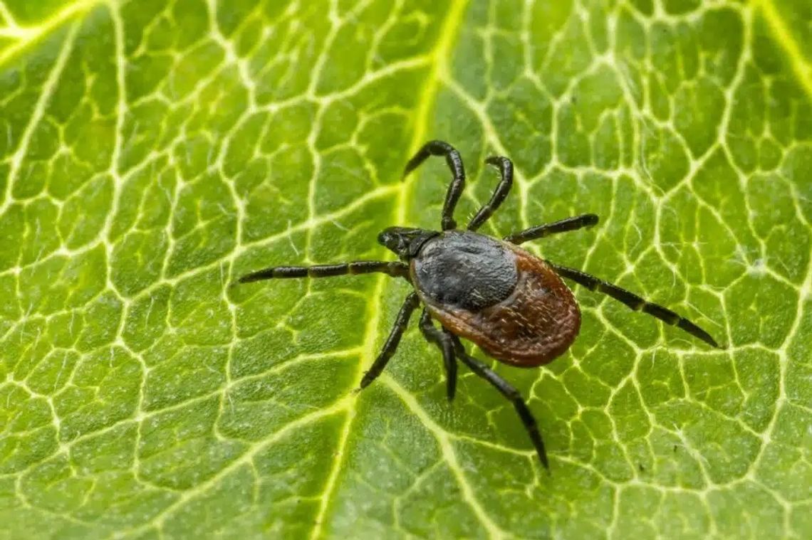 Plaga kleszczy w czterech województwach – 60-70% zakażonych