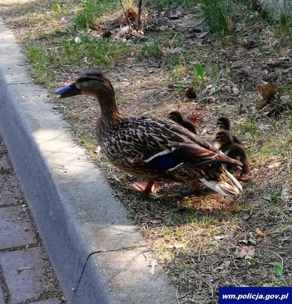 Policjanci z Olecka w niecodziennej akcji