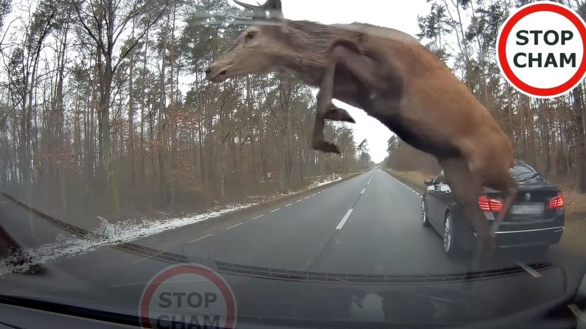 Potrąciłeś dzikie zwierzę? Radzimy Ci co zrobić