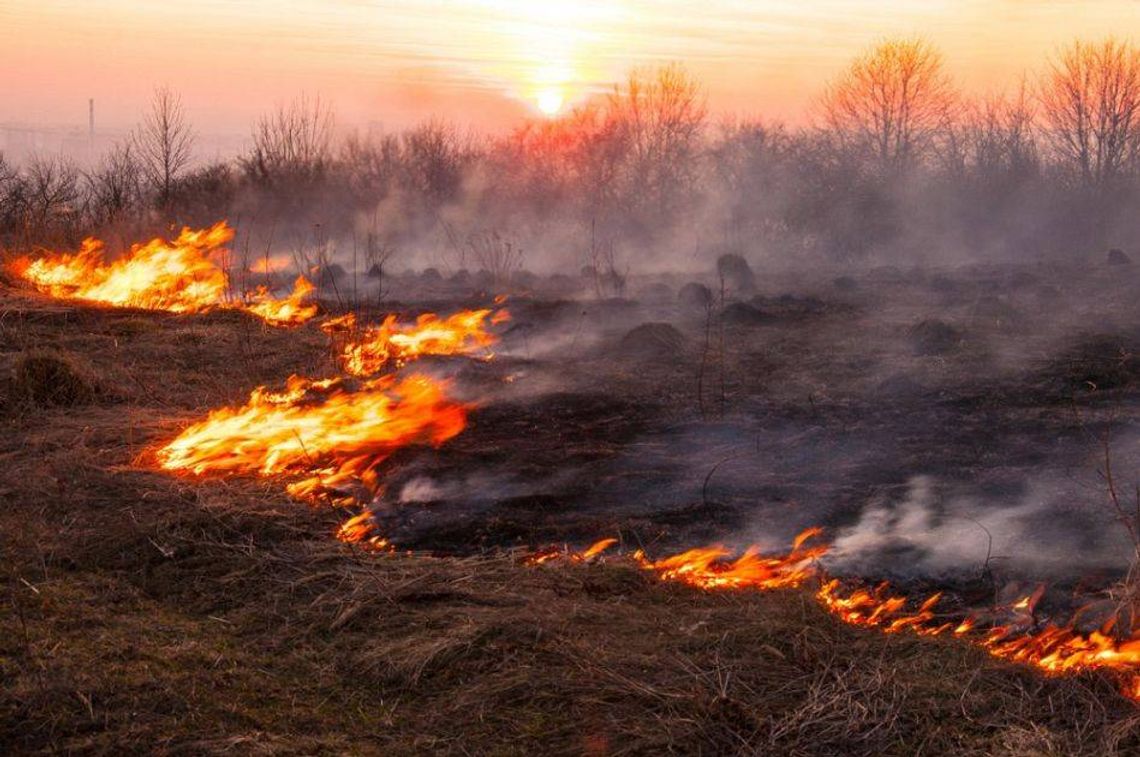 Strażacy ostrzegają – nawet 30000 zł za wypalanie traw!