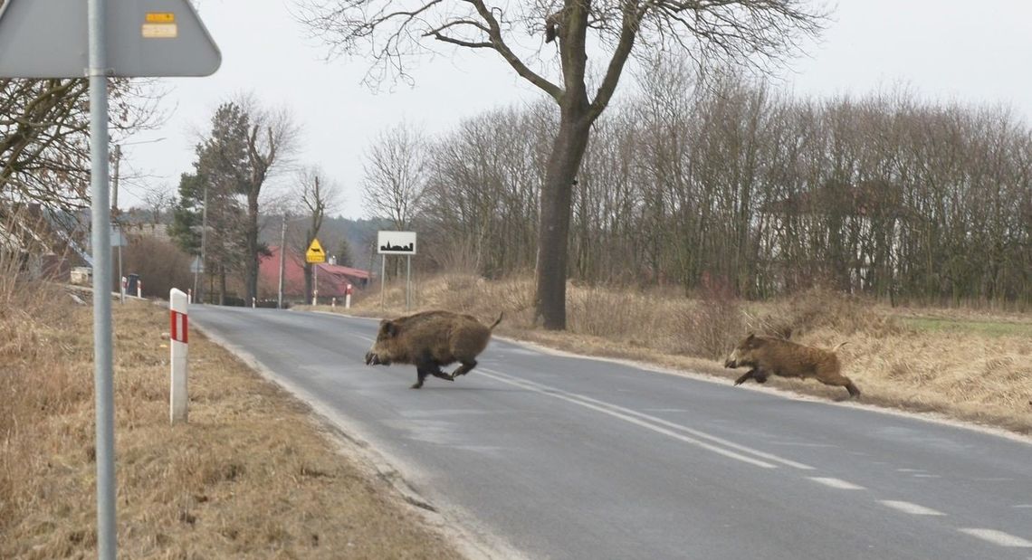 Uwaga na dziki na drogach – co zrobić gdy dojdzie do kolizji