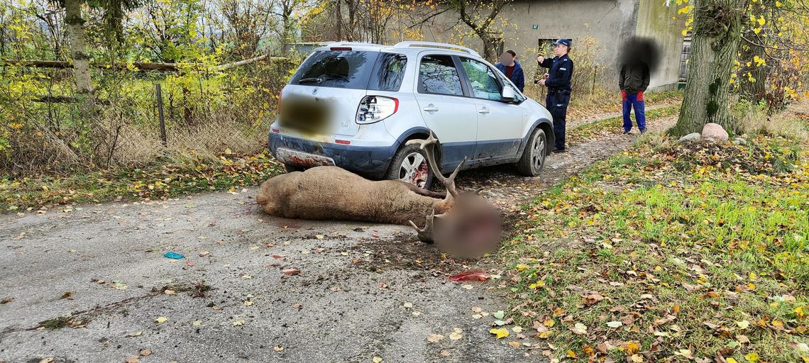 Uważaj na zwierzynę leśną! Zdarzenie z Bratiana to przestroga