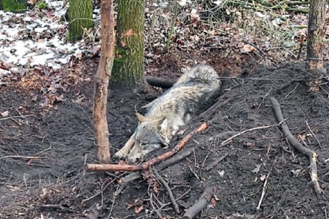 W lesie odnaleziono rannego wilka, schwytanego we wnyki. Kłusownikowi grozi surowa kara