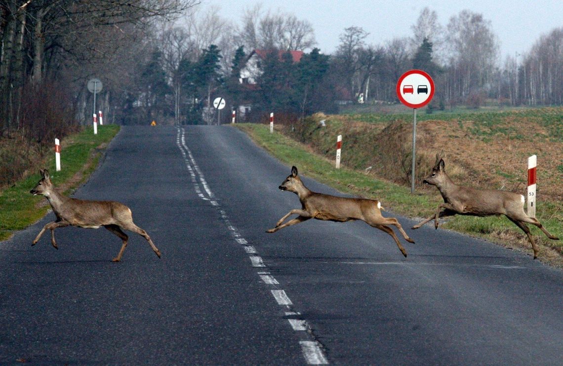 Weekend na drogach powiatu ostródzkiego - uwaga na zwierzęta!