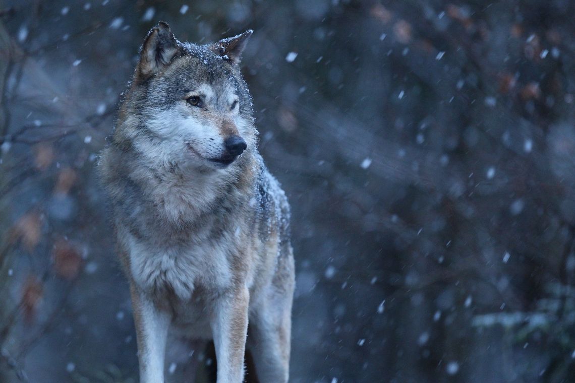 Wzrastająca liczba przypadków zagryzienia psów przez wilki w powiecie nowomiejskim